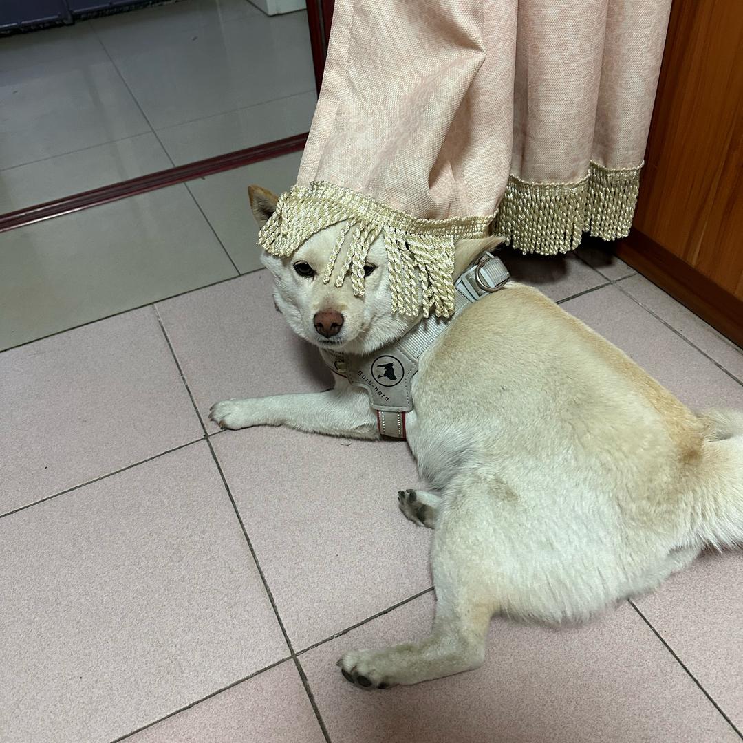 蓝莓与朱朱