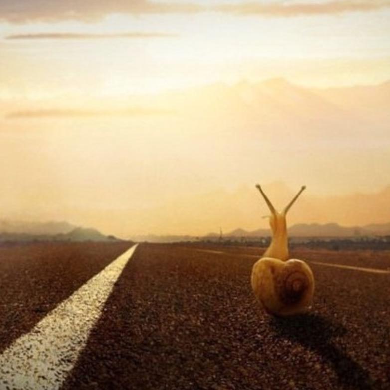 贵清山植物园-奔跑的蜗牛🐌