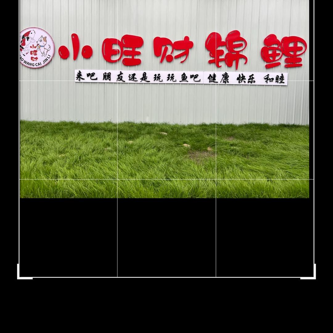 小旺财锦鲤