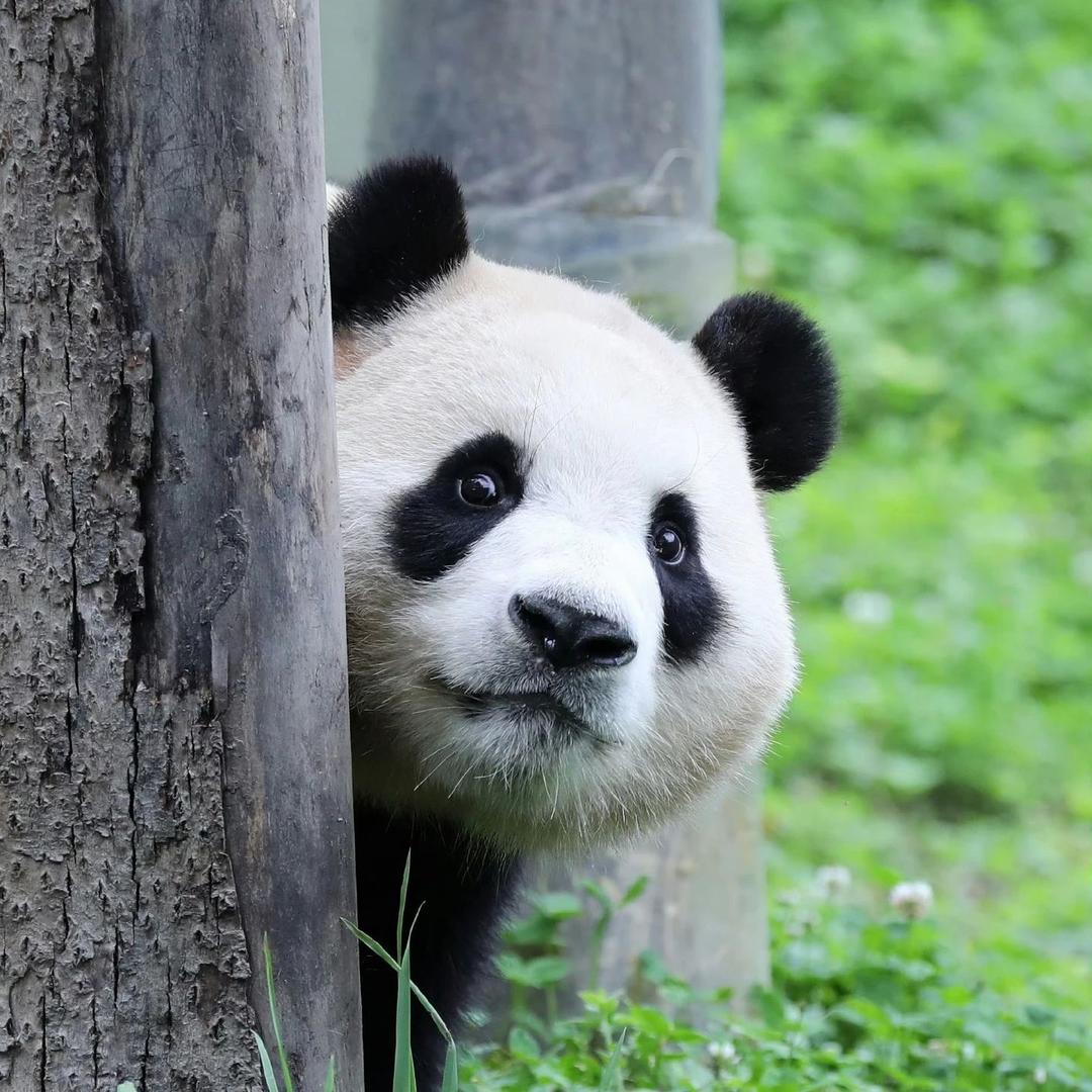 张张
