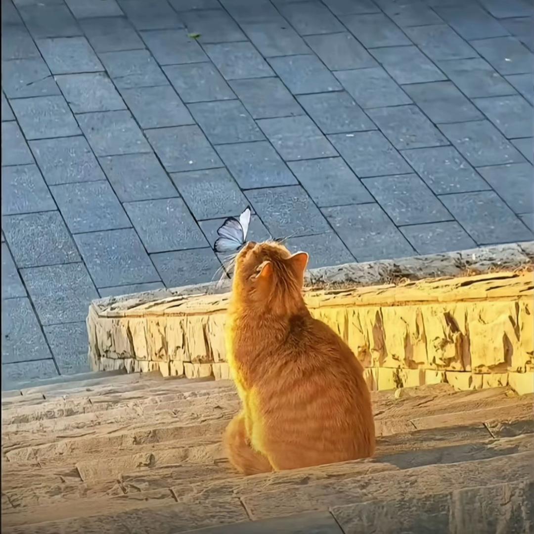 凌晨嗓喵
