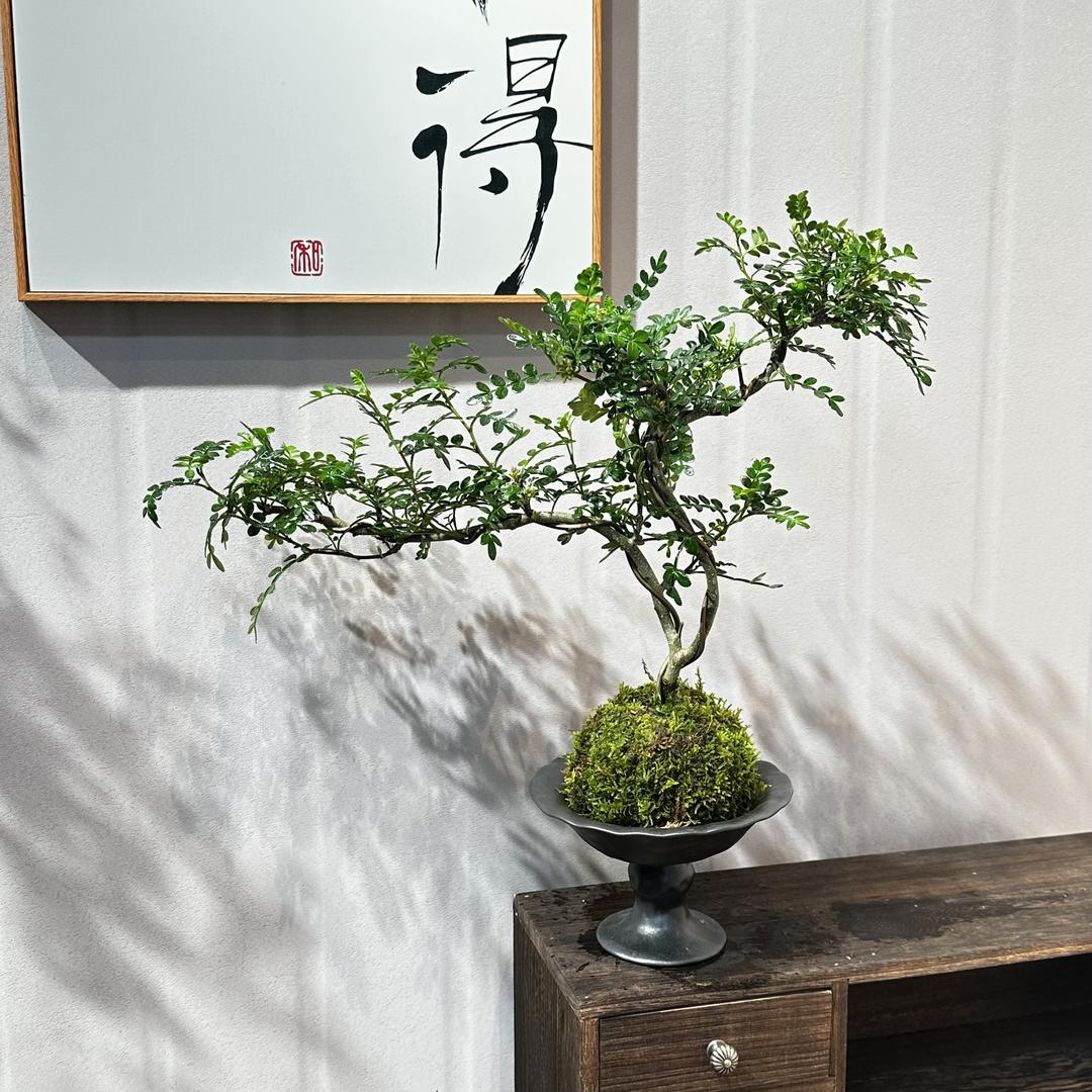 人间花月