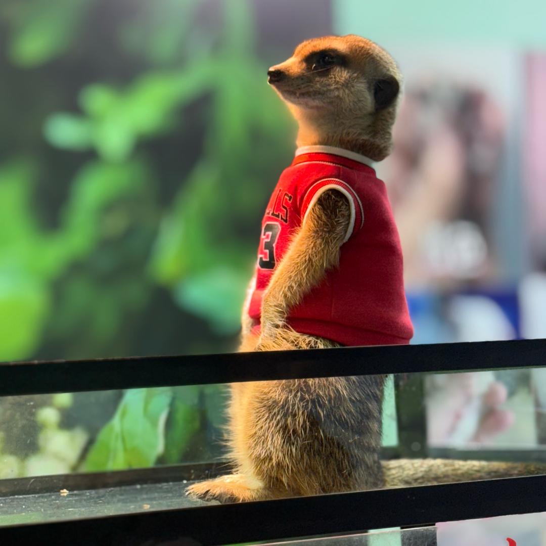 常安动物医院小杨