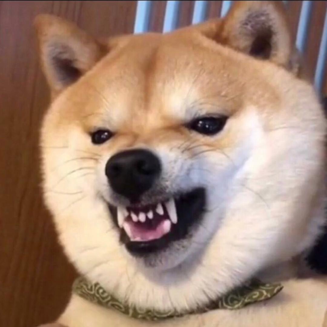 鲨鱼