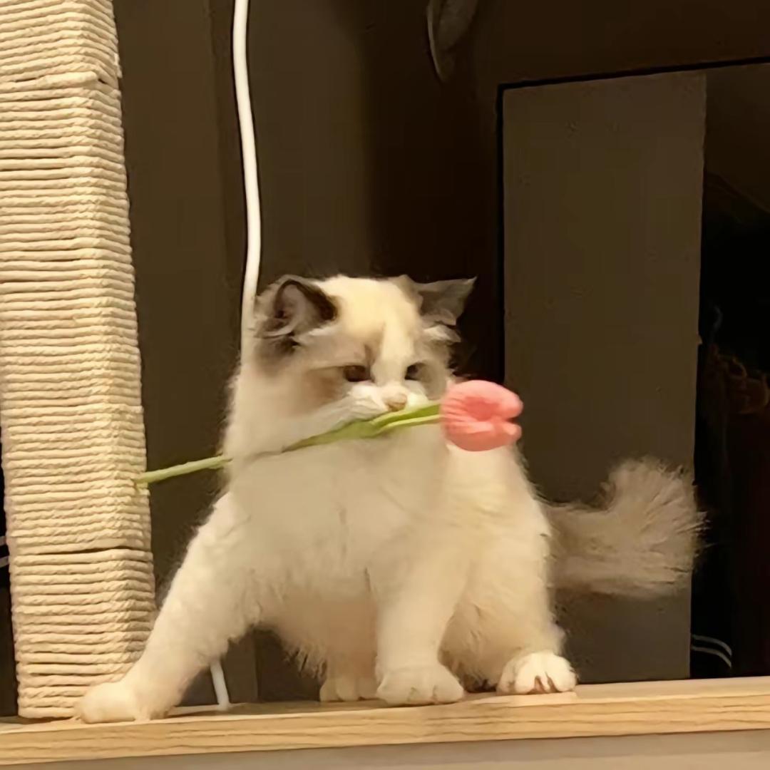 我想要两颗西柚