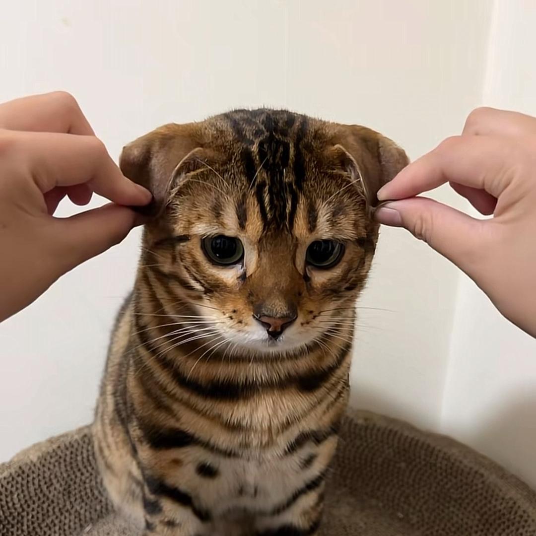 麻辣牛🐸