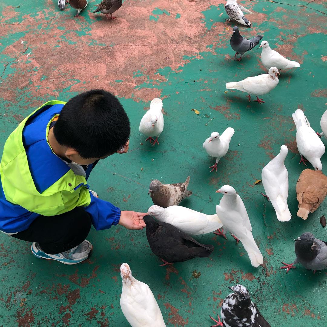 杨小羊食光记