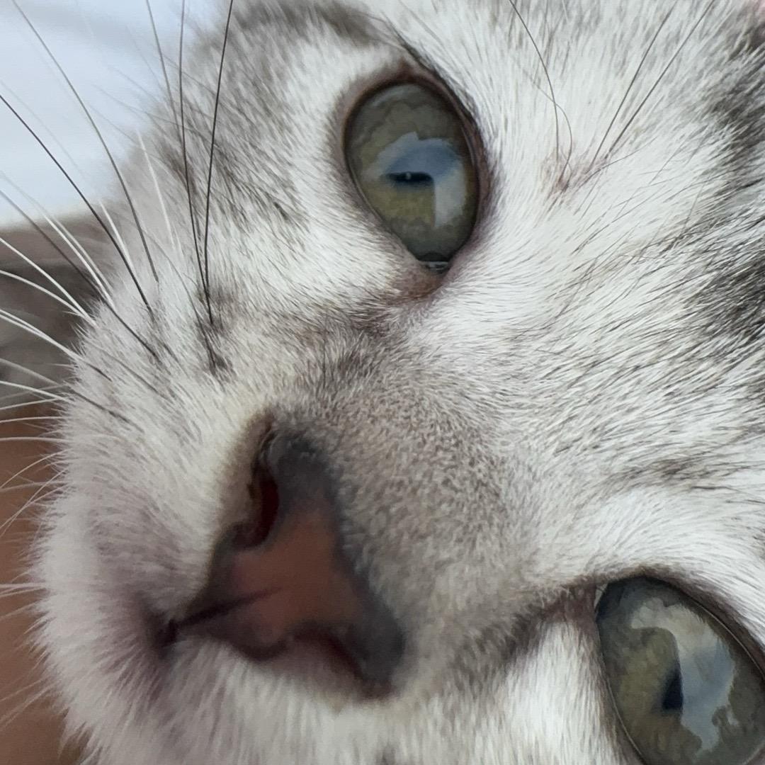 懒猫困不困？