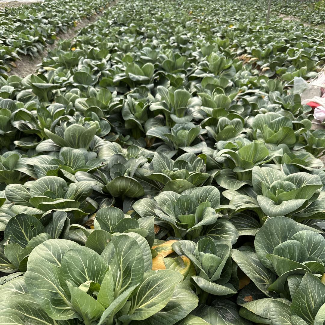 外婆湖蔬菜生鲜超市