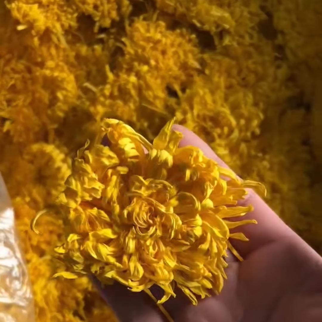 菊花（一手货源批发）