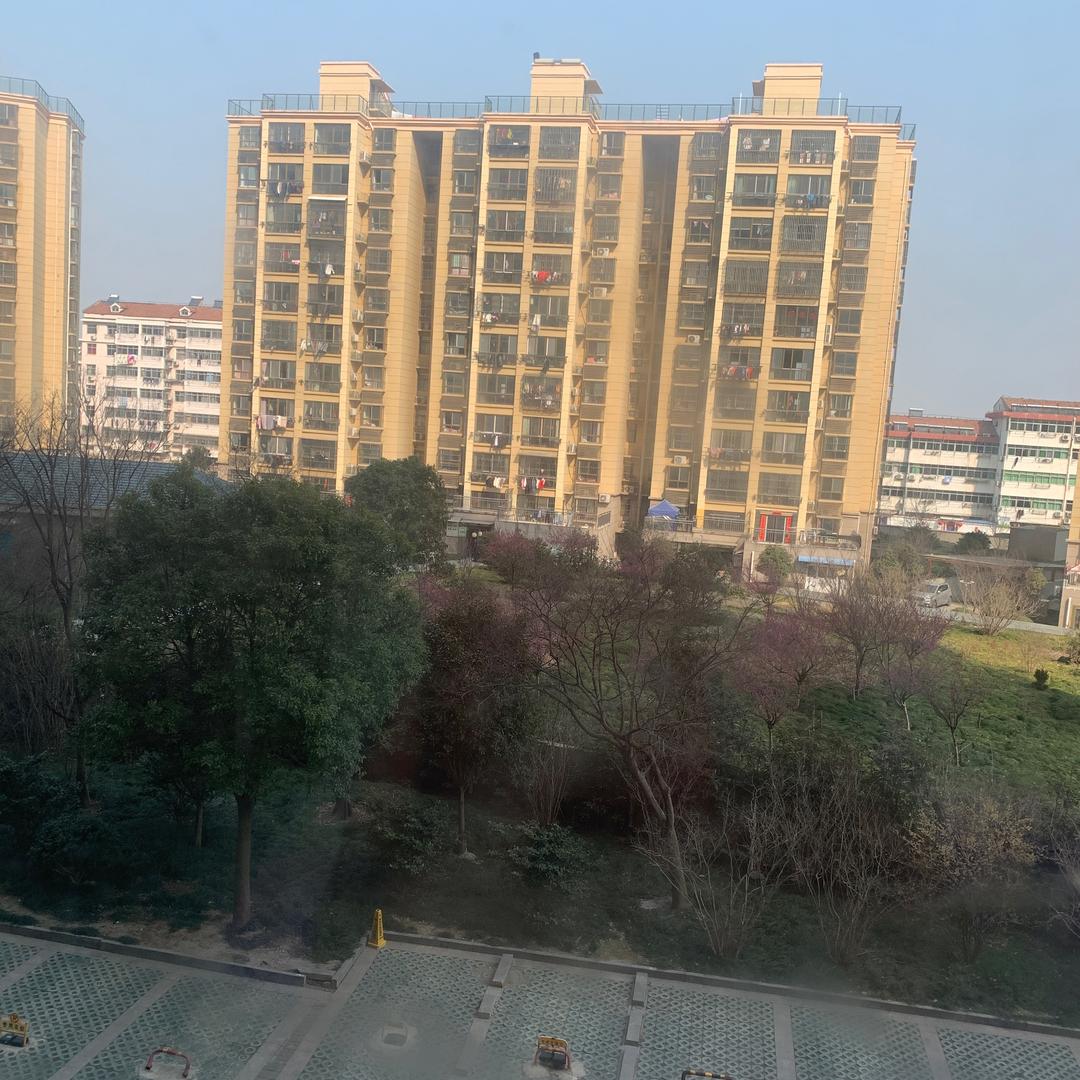 八月桂花