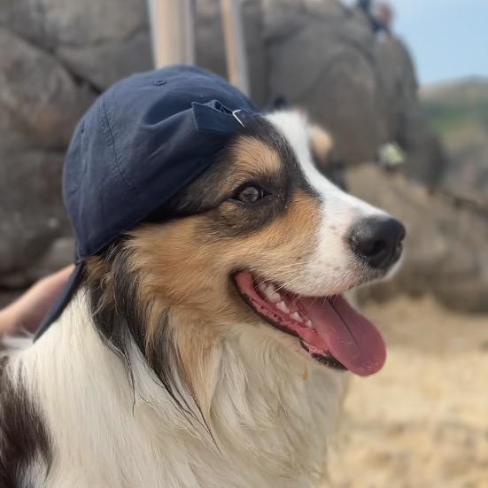小七狗是大狗七