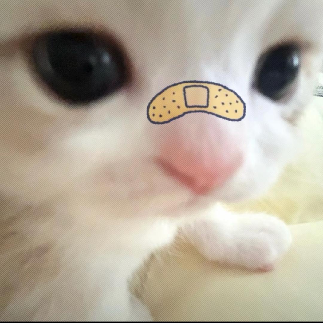 七七宝宝