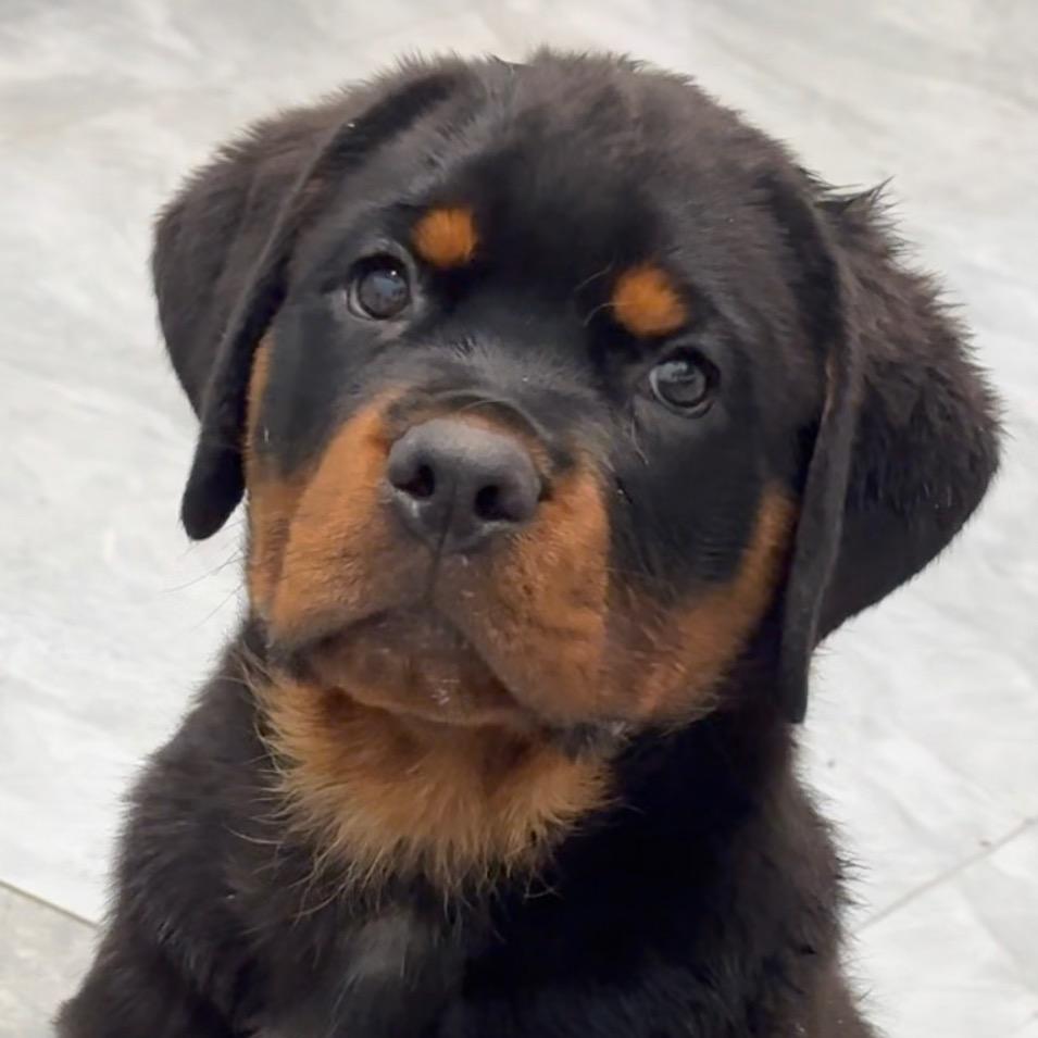 憨狗🐶