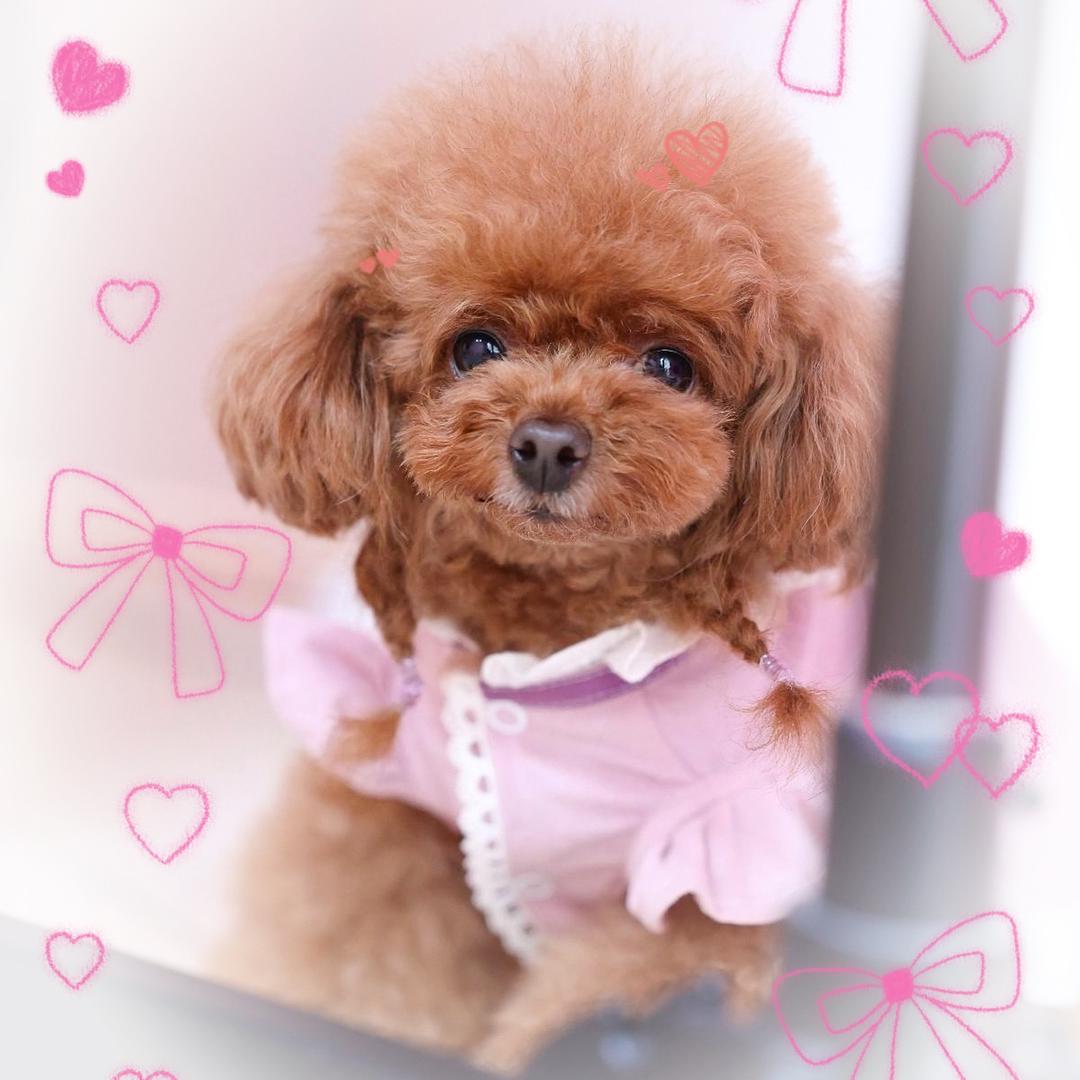 🐶Fuyuki🤎