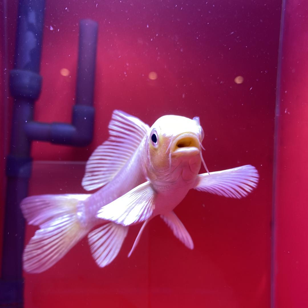 大可鲤