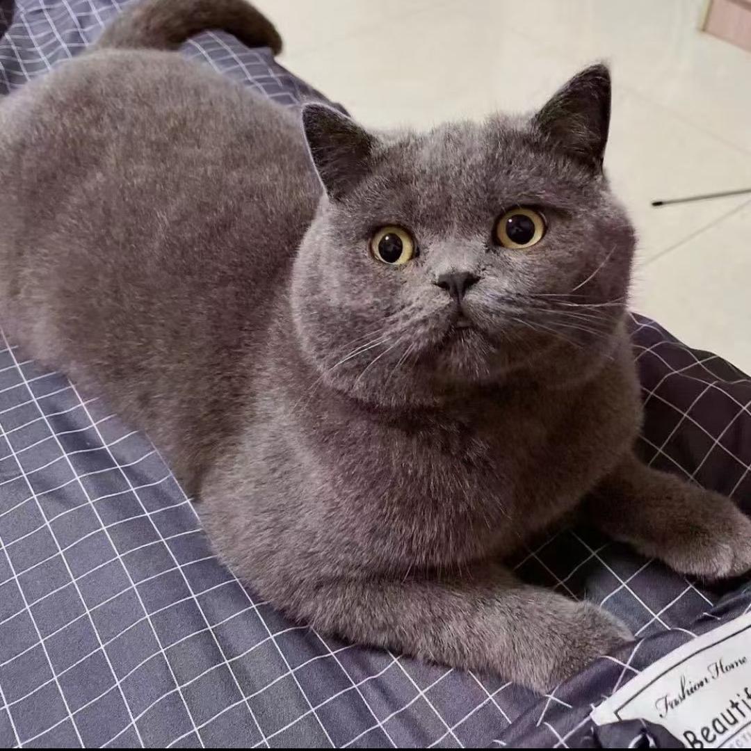 盼