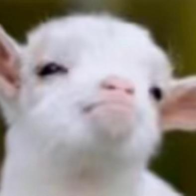 神兽史莱克🐏🌊