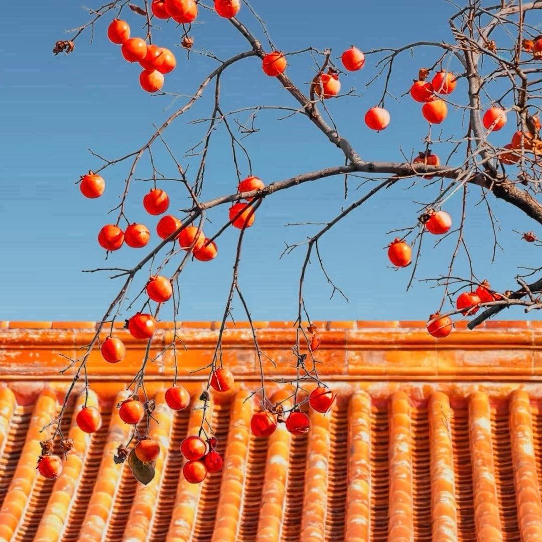 呆呆熊游戏分享