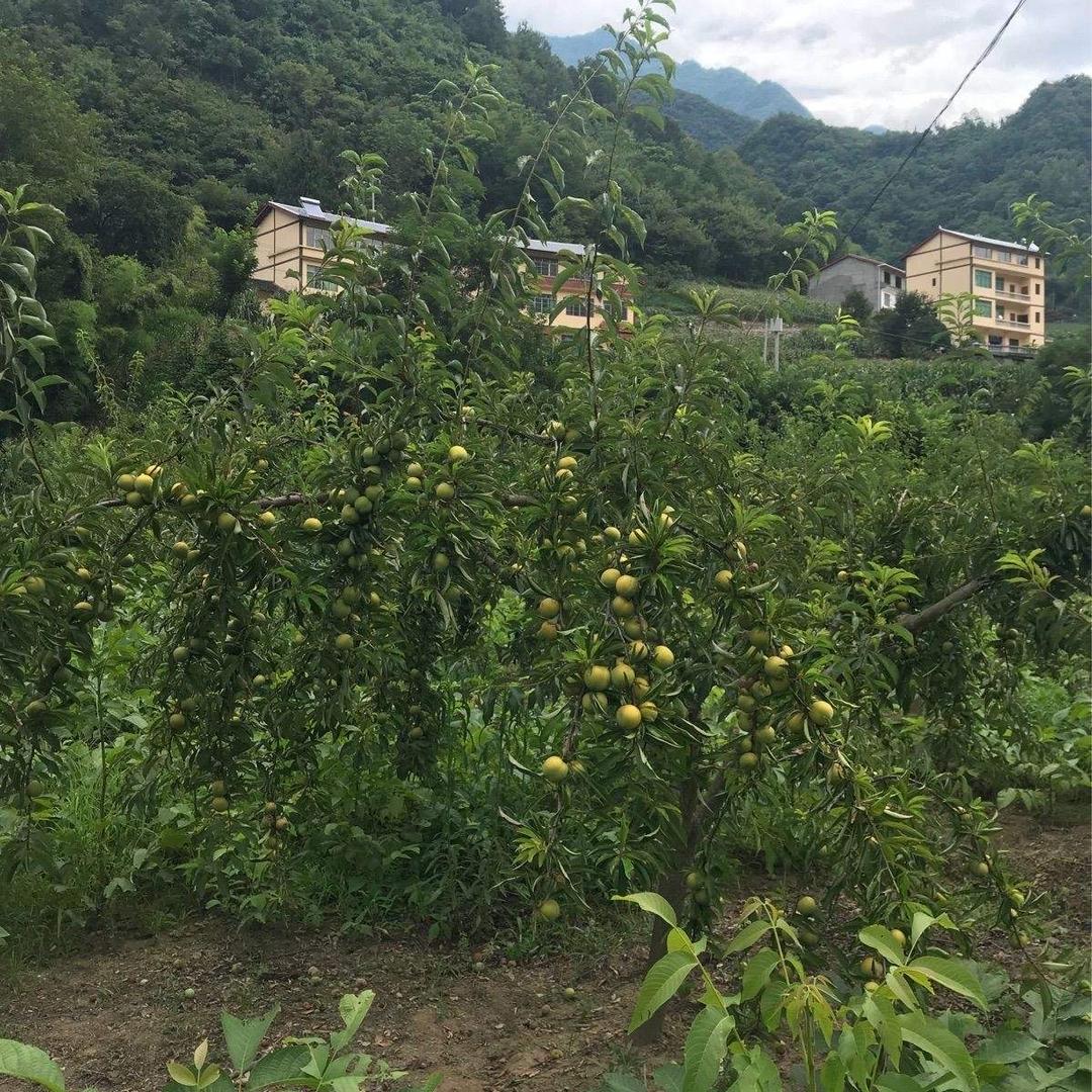 腊猪脚食品臻选店