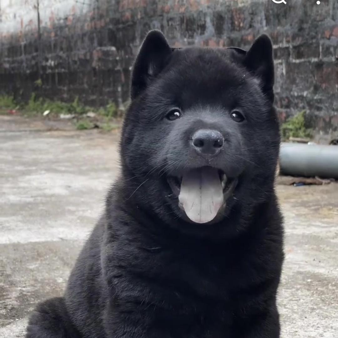 嘉喜田园犬