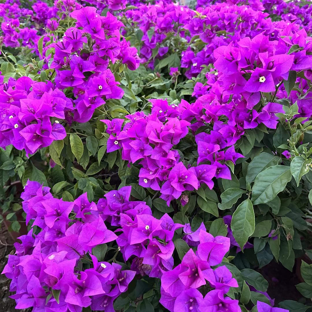 周周花卉园艺店（三角梅）