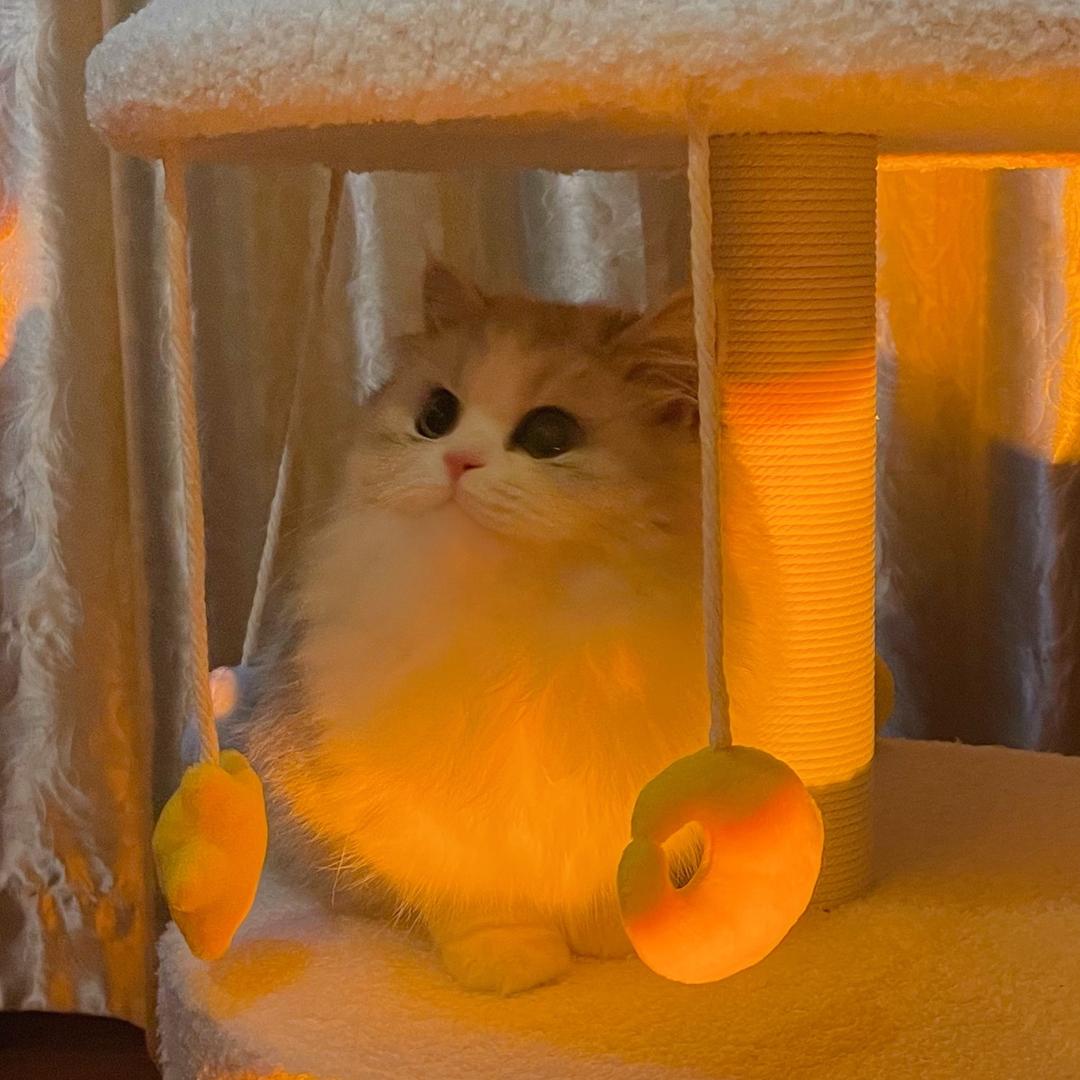 提伯斯的熊泥泥