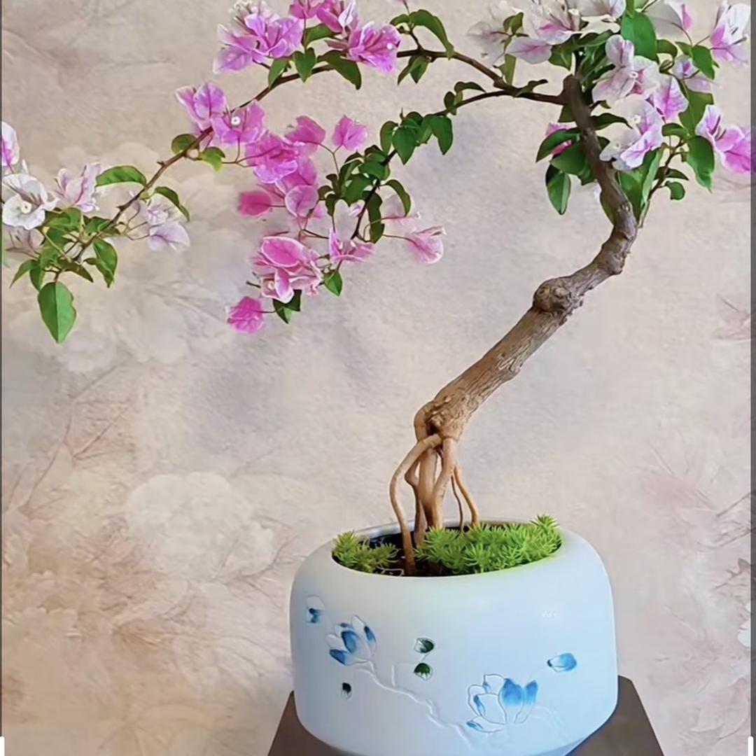 靠山王三角梅