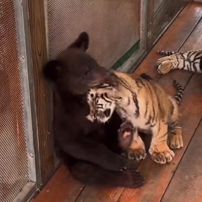 分享毛孩子的小妮子🐻