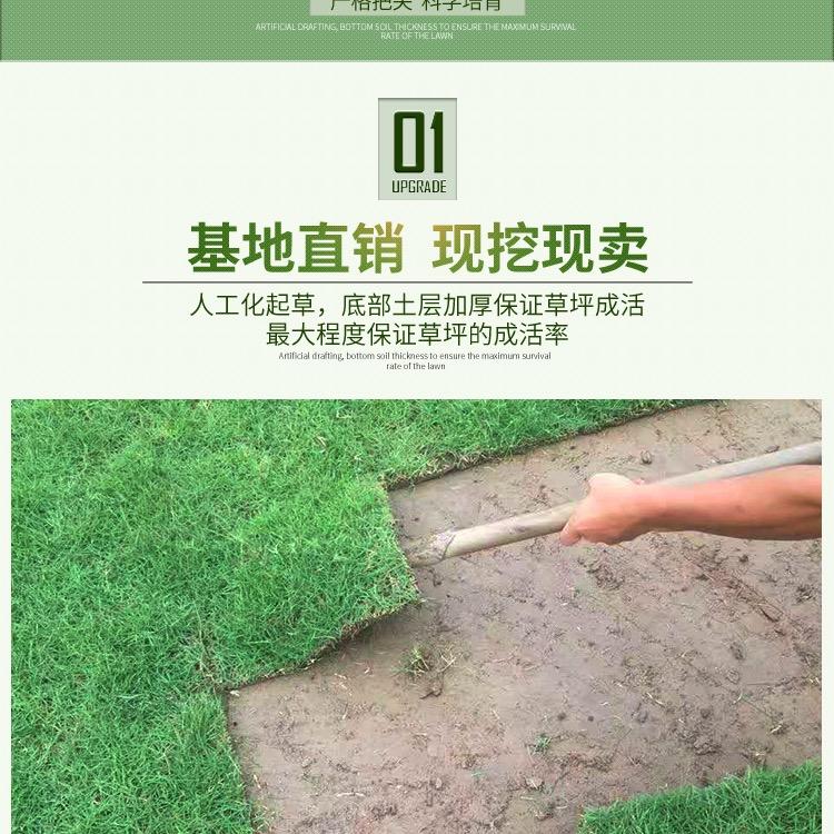 起源绿化草皮种植