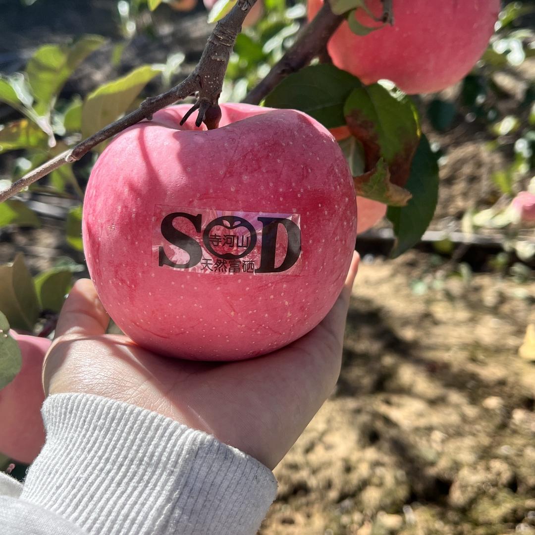 寺河山苹果（富硒SOD）自营农场