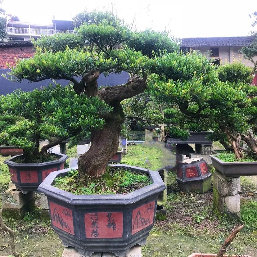 建瓯市金艺盆景园
