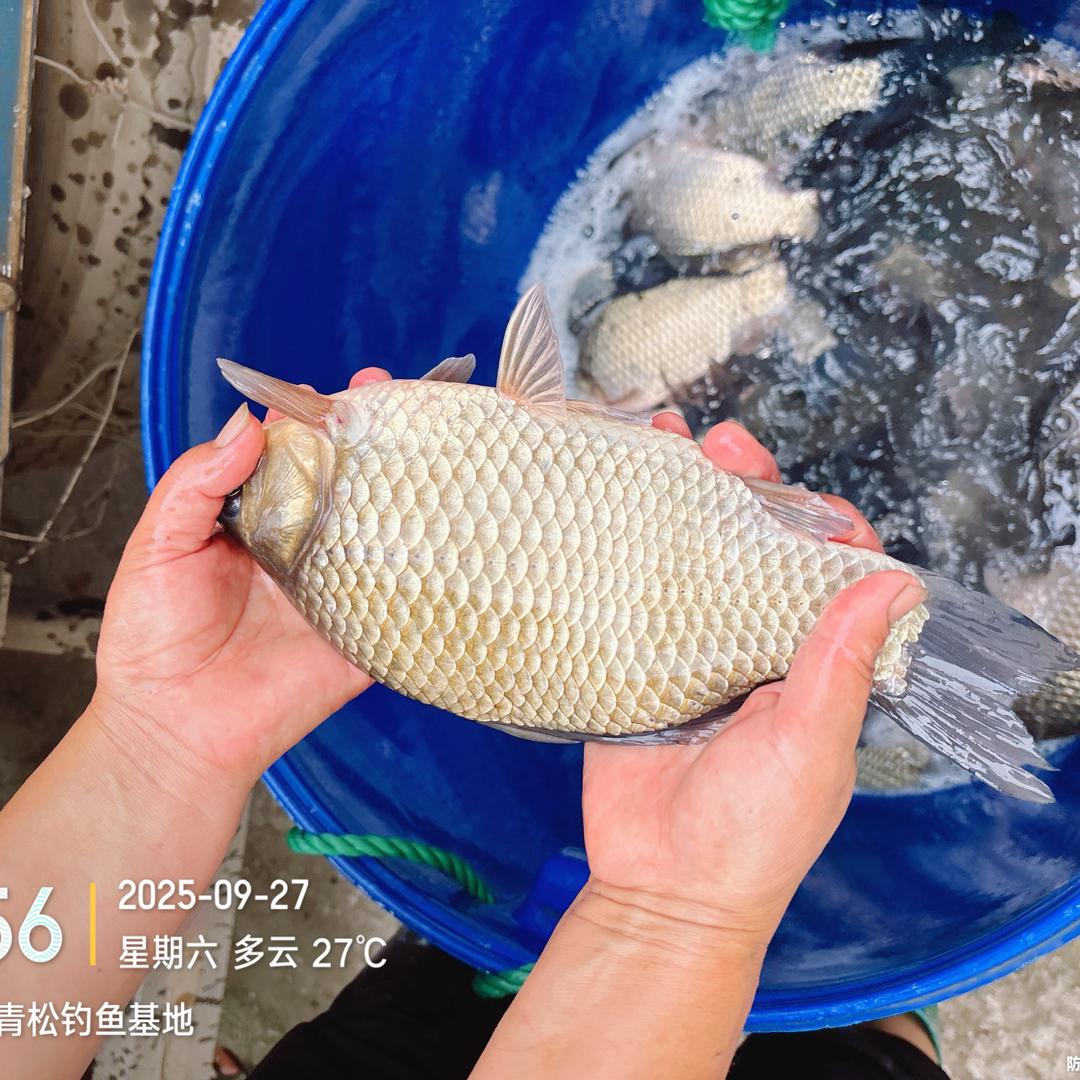 青松垂钓🎣