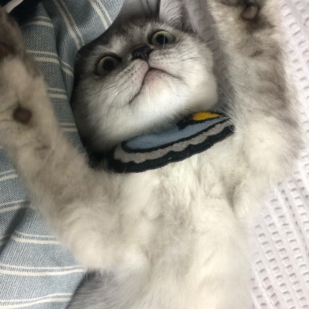 Francis