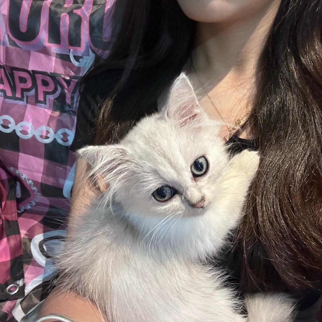 小狗丢丢