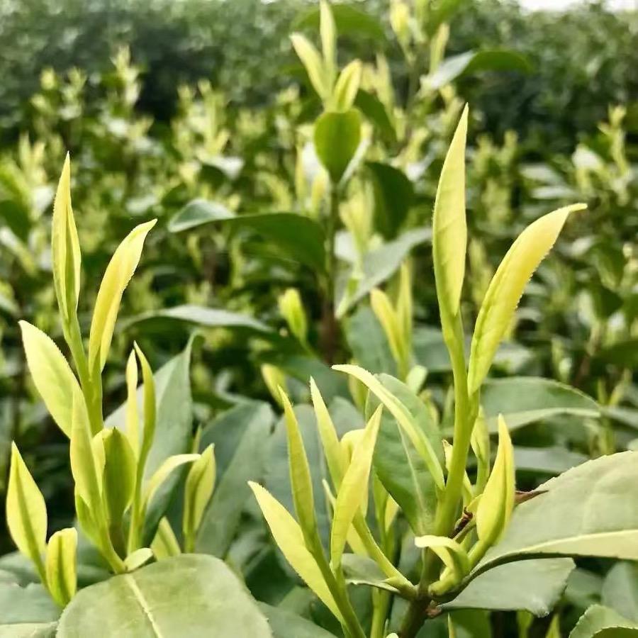 茶不多先生-小金