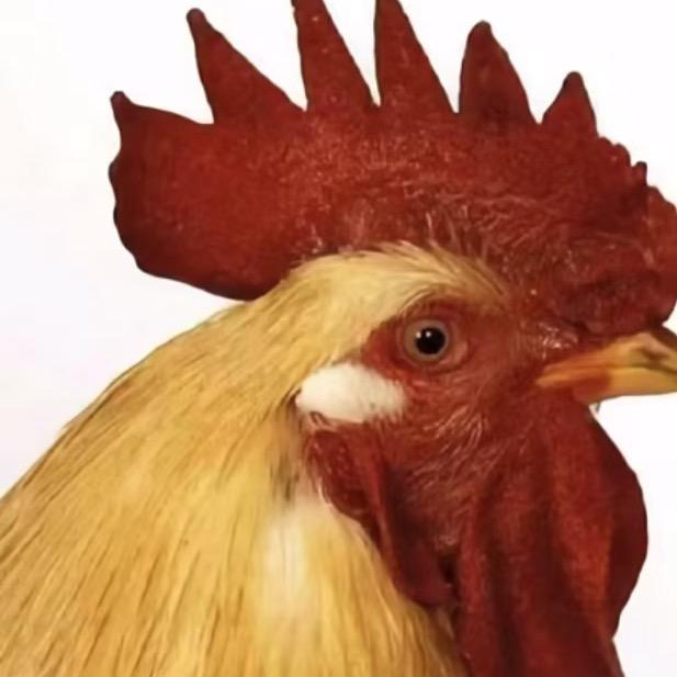 鸡总