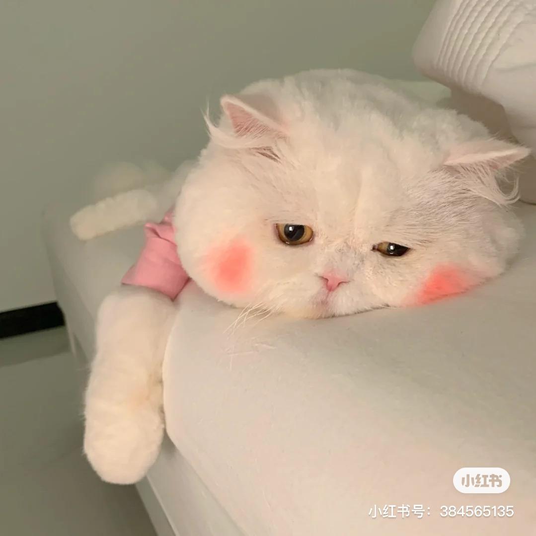 莉莉子🧚‍♀️