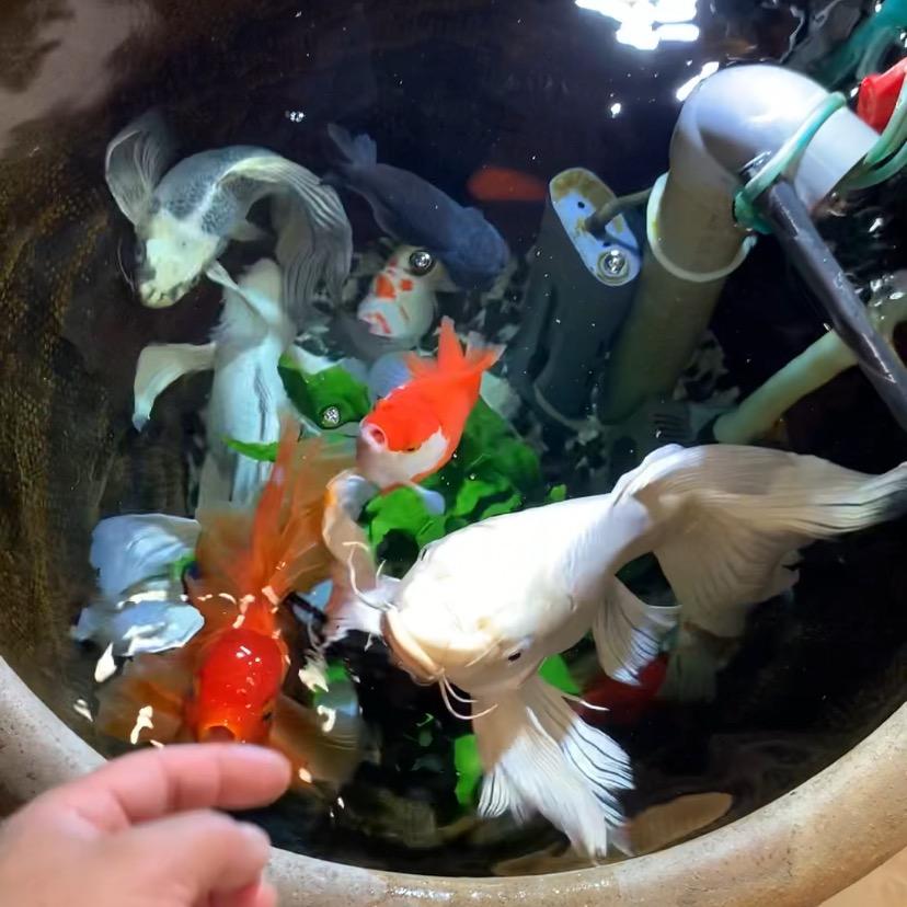养鱼的峰峰大魔王