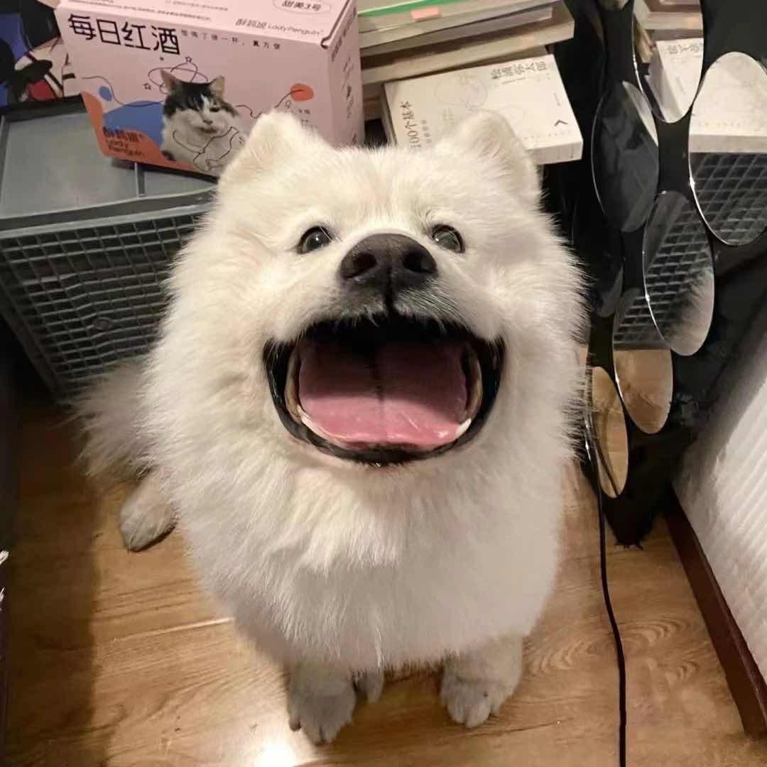 煎妮