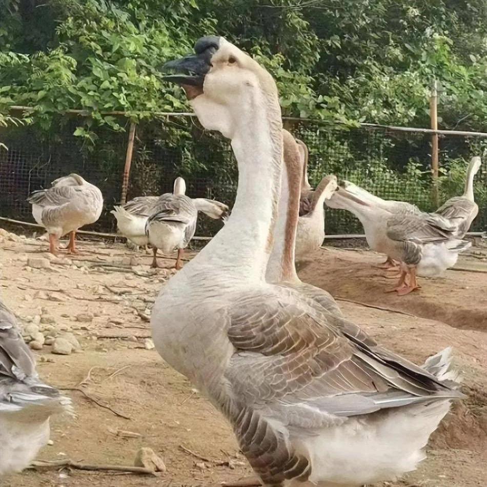 广东狮头鹅种鹅养殖场