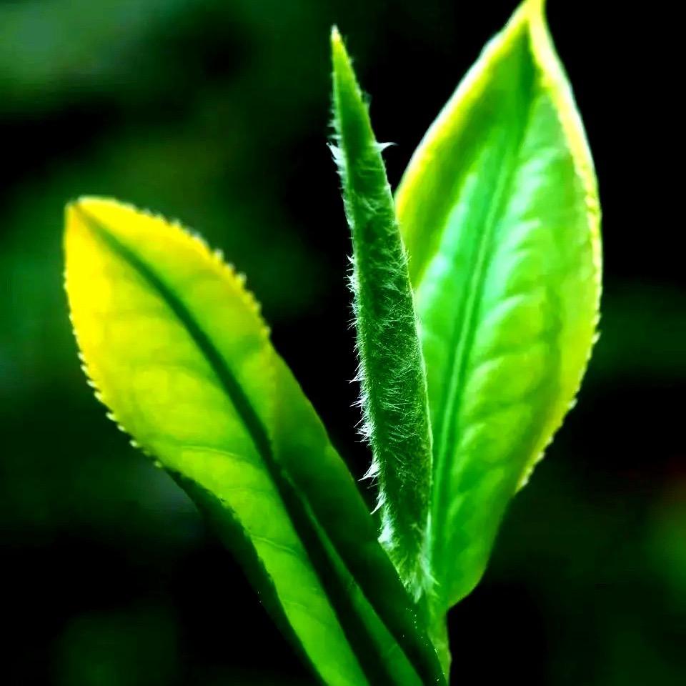 小幸运（鸿通）