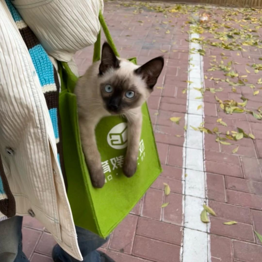 二三有只猫