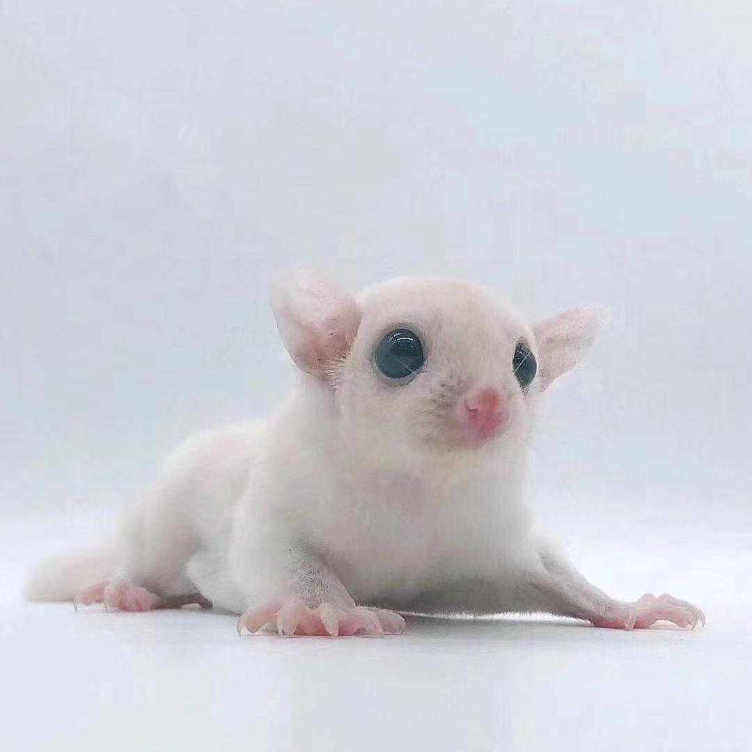 @   浩宇宠物