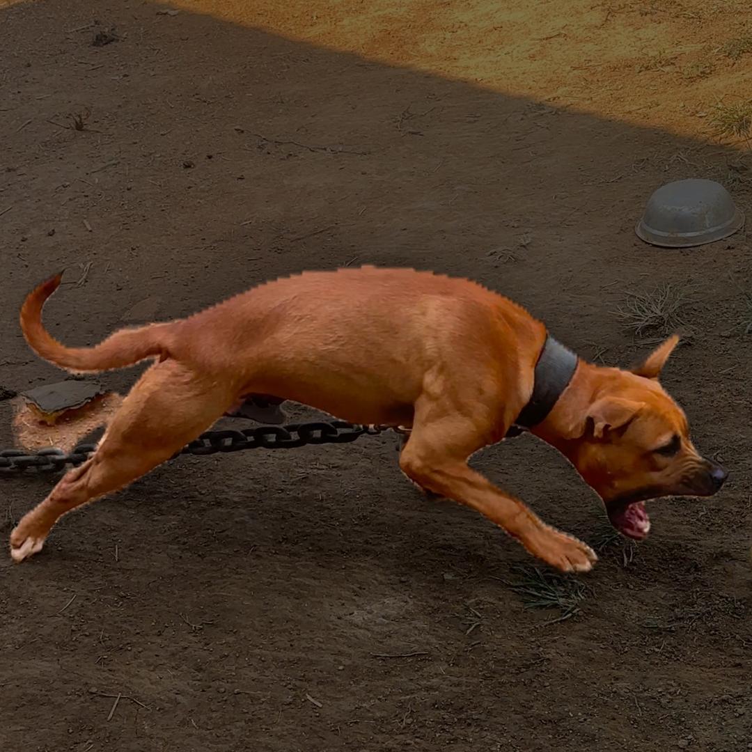 （土杂毛毛系列）👉🐶