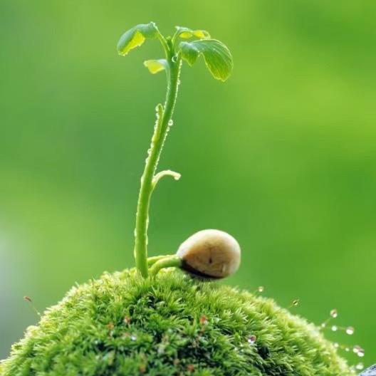 诗涵绿植园艺