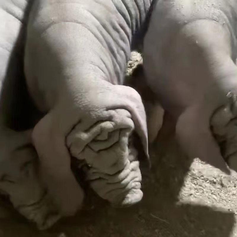 知育种猪养殖场