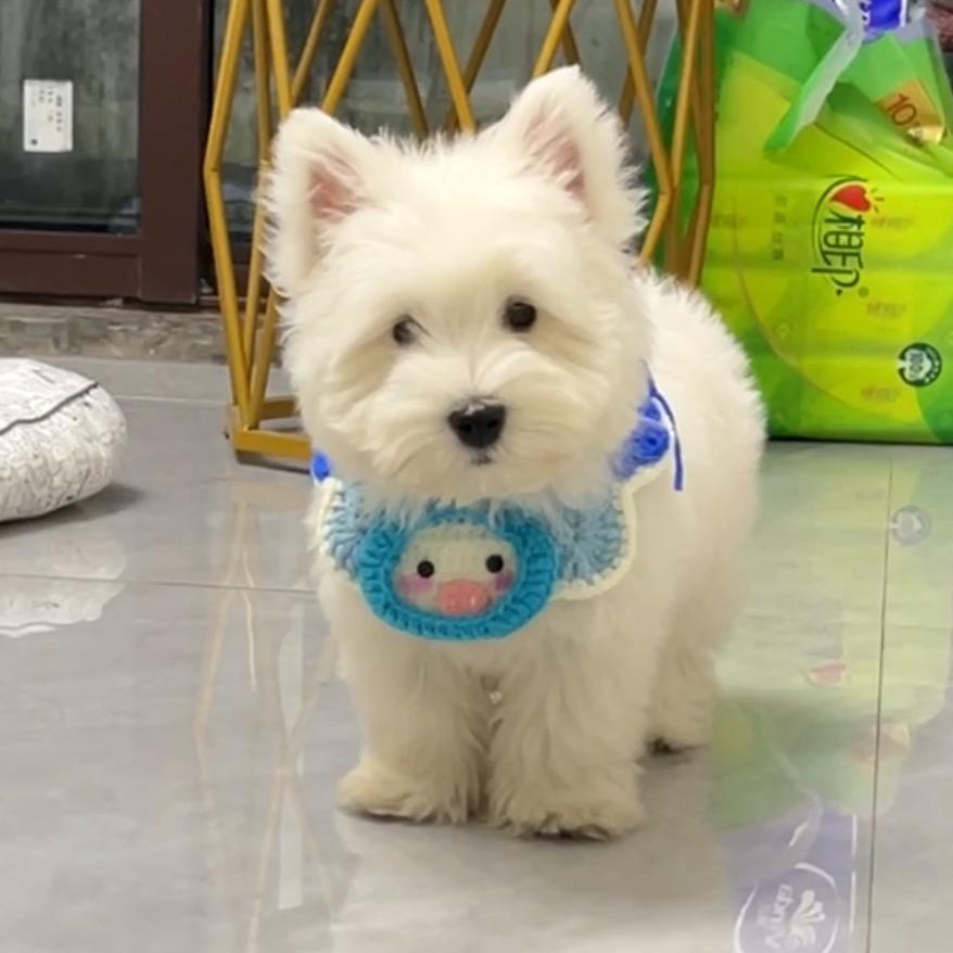 保护大熊🐻‍❄️