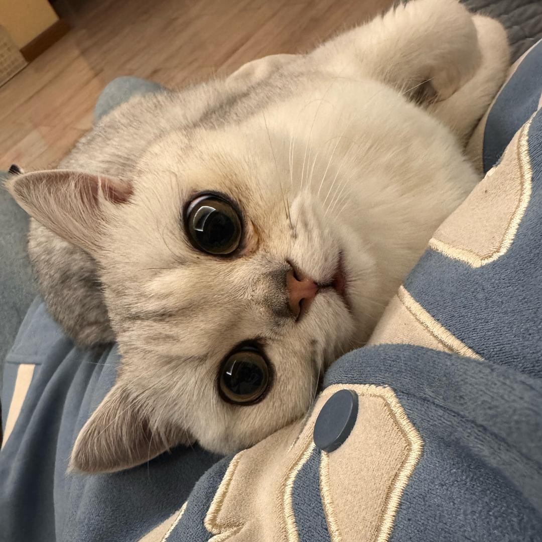 去银行整点金条🎏