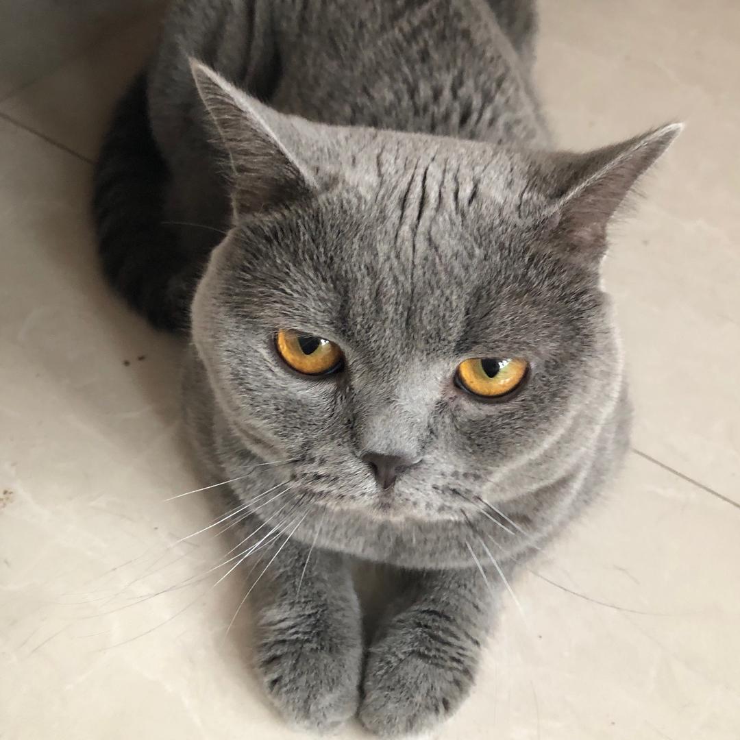 大饼